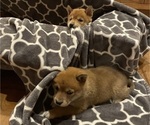 Small #2 Shiba Inu