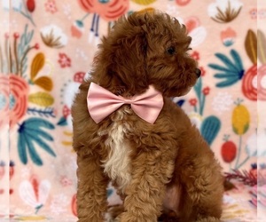 Goldendoodle (Miniature) Puppy for sale in LANCASTER, PA, USA