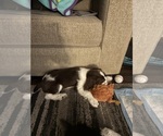 Puppy Chocolate chip English Springer Spaniel