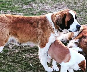 Mother of the Saint Bernard puppies born on 03/12/2026