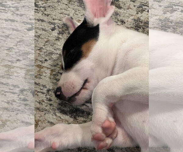 Medium Photo #5 Labrador Retriever-Unknown Mix Puppy For Sale in Royal Palm Beach, FL, USA