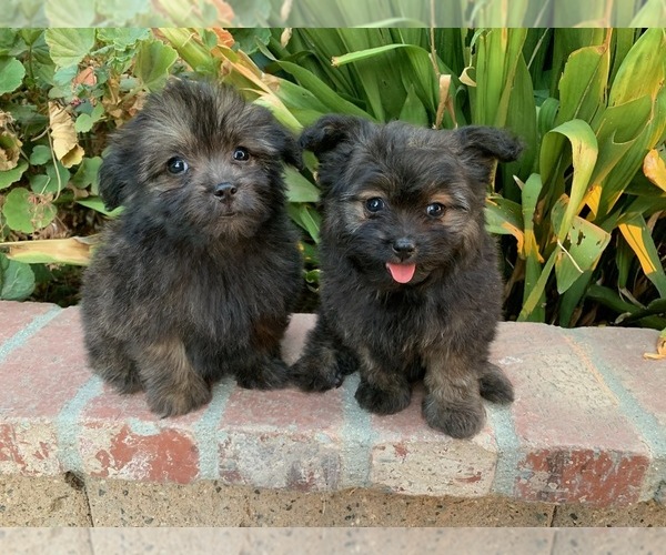 Medium Photo #1 Pom-A-Poo Puppy For Sale in LOS ANGELES, CA, USA