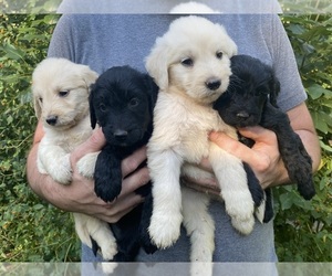 Goldendoodle Puppy for sale in WEAVERVILLE, NC, USA