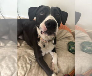 Labrador Retriever-Unknown Mix Dogs for adoption in Holly Springs, NC, USA