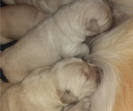 Small Photo #5 Golden Retriever Puppy For Sale in CITRUS HEIGHTS, CA, USA
