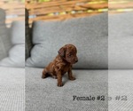 Small #1 Poodle (Toy)