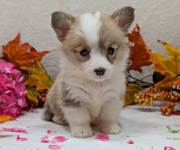 Medium Photo #6 Pembroke Welsh Corgi Puppy For Sale in GOSHEN, IN, USA