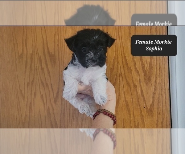 Medium Photo #4 Morkie Puppy For Sale in TUCSON, AZ, USA