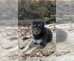 Small #3 Mutt