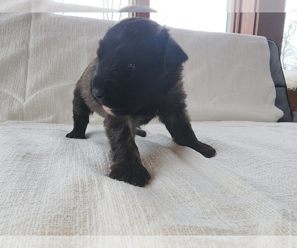 Medium Photo #5 Bouvier Des Flandres Puppy For Sale in BERWICK, ME, USA