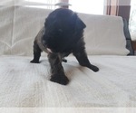 Small Photo #5 Bouvier Des Flandres Puppy For Sale in BERWICK, ME, USA