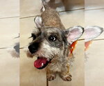 Small #1 Mutt