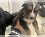 Small Photo #2 Australian Shepherd Puppy For Sale in LUBBOCK, TX, USA