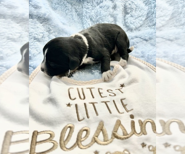 Medium Photo #2 Portuguese Water Dog Puppy For Sale in BAYTOWN, TX, USA