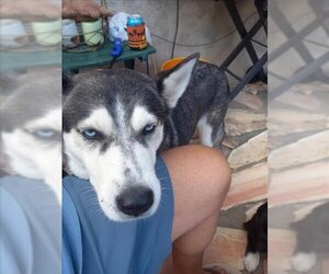 Siberian Husky Dogs for adoption in San Antonio, TX, USA