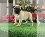 Small #2 Pug