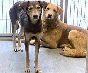 Labrador Retriever-Unknown Mix Dogs for adoption in Orange, CA, USA