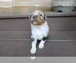 Small #4 Miniature Australian Shepherd