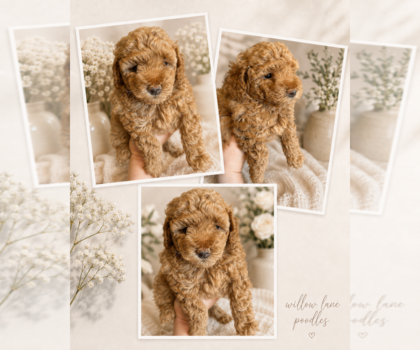 Medium Photo #5 Poodle (Toy) Puppy For Sale in MOUNT SOLON, VA, USA
