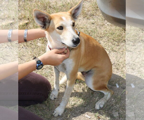 Medium Photo #2 Carolina Dog-German Shepherd Dog Mix Puppy For Sale in Bandera, TX, USA