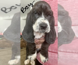 Basset Hound Puppy for sale in KENNEWICK, WA, USA