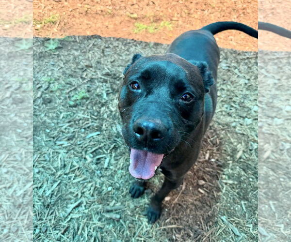 Medium Photo #3 American Pit Bull Terrier-Labrador Retriever Mix Puppy For Sale in Houston, TX, USA
