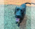 Small #2 American Pit Bull Terrier-Labrador Retriever Mix