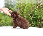Small #14 ShihPoo