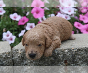 Goldendoodle (Miniature) Puppy for sale in BLOOMINGTON, IN, USA