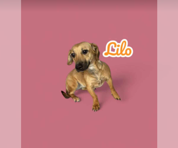 Medium Photo #5 Dachshund-Unknown Mix Puppy For Sale in Cranston, RI, USA