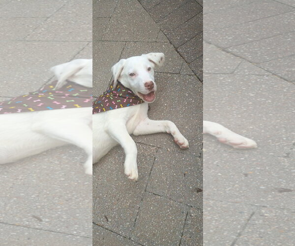 Medium Photo #3 Labrador Retriever-Unknown Mix Puppy For Sale in The Woodlands, TX, USA