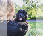Small #2 Bernedoodle (Miniature)