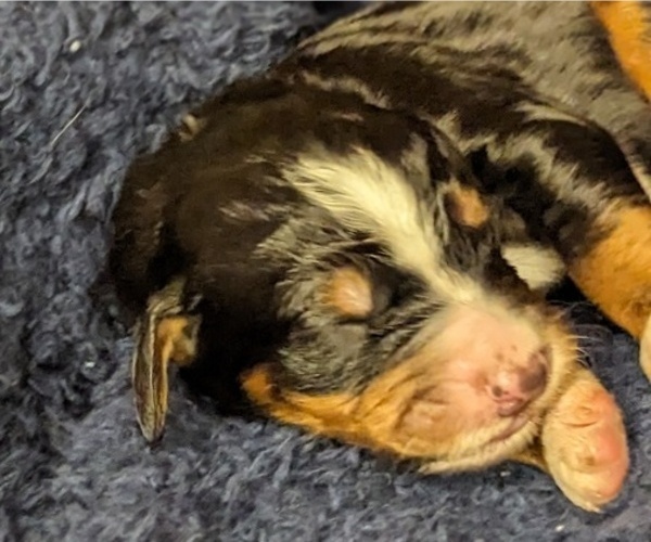 Medium Photo #2 Bernedoodle Puppy For Sale in INDEPENDENCE, MO, USA