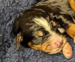 Small Photo #2 Bernedoodle Puppy For Sale in INDEPENDENCE, MO, USA