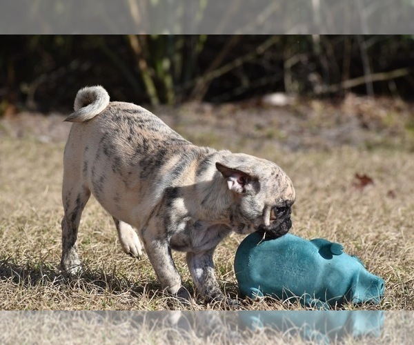 Medium Photo #5 Pug Puppy For Sale in PALM COAST, FL, USA
