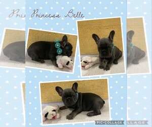 French Bulldog Puppy for sale in ORLANDO, FL, USA