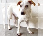 Small #3 Jack Russell Terrier Mix