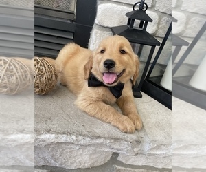 Golden Retriever Puppy for sale in BATTLEFIELD, MO, USA