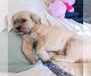 Lhasa Apso-Unknown Mix Dogs for adoption in Chandler, AZ, USA