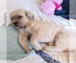 Small Lhasa Apso Mix