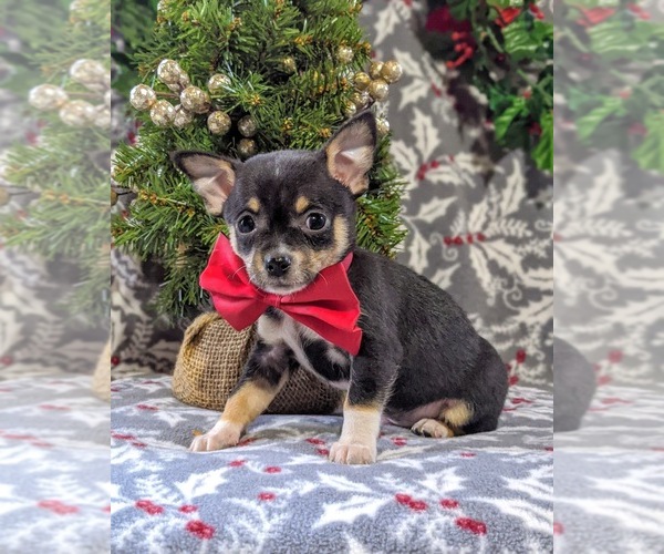 Medium Photo #6 Chihuahua Puppy For Sale in KIRKWOOD, PA, USA