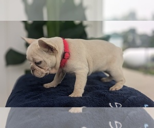 French Bulldog Puppy for sale in GOSHEN, IN, USA