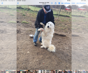 Father of the Great Pyrenees puppies born on 06/30/2025