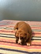 Small Photo #3 Boxer Puppy For Sale in BENICIA, CA, USA