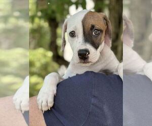 American Pit Bull Terrier-Unknown Mix Dogs for adoption in pomfret, CT, USA