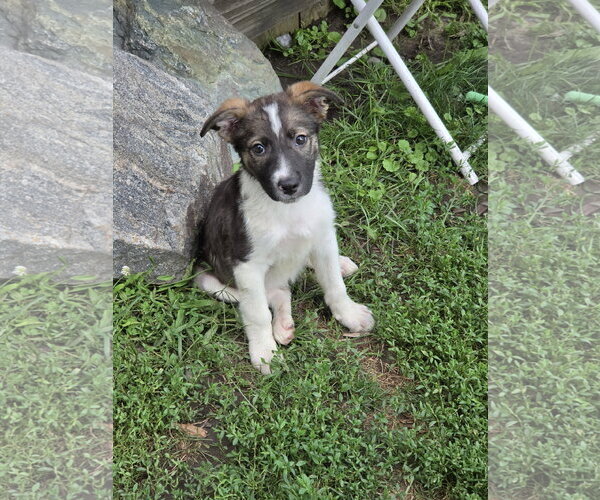Medium Photo #1 Collie-Unknown Mix Puppy For Sale in Marine City, MI, USA