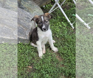 Collie-Unknown Mix Dogs for adoption in Marine City, MI, USA