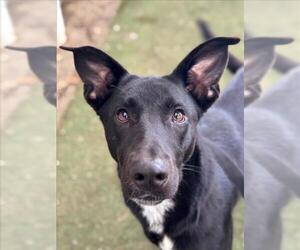 Labrador Retriever-Unknown Mix Dogs for adoption in Woodland, CA, USA