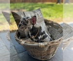 Small Photo #5 French Bulldog Puppy For Sale in PEARLAND, TX, USA