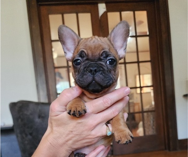 Medium Photo #4 French Bulldog Puppy For Sale in CONCORDIA, KS, USA
